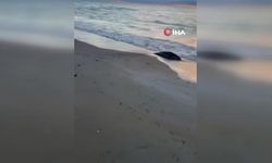 Kazakistan’ın Hazar Denizi kıyısında 100’den fazla fok ölü bulundu