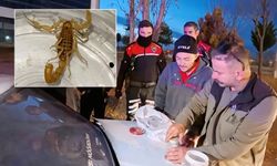 Aksaray’da zehrinin litresi 10 milyon dolar olan akrep satışına suçüstü