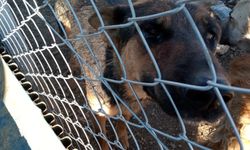 Yozgat'ta köpeğe şiddet uygulayan şahıs gözaltına alındı