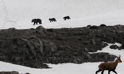 Munzur Dağı’nda nefes kesen anlar: Boz ayıdan kaçan dağ keçileri kamerada