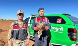 Yaralı Kızıl Şahin koruma altına alındı