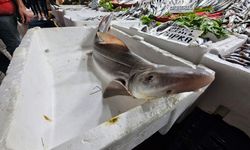 Elazığ'da satışa çıkarılan köpek balığı ilgi odağı oldu