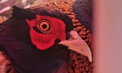 Ordu’da doğaya 200 sülün salındı