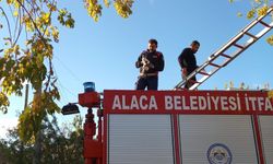 Ağaçta mahsur kalan yavru kedi itfaiye ekiplerince kurtarıldı