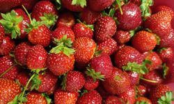 Köprübaşı'nda kasım ayında çilek bereketi