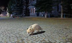 Tilkiyi bisküvi ile besledi: O anları kayda aldı