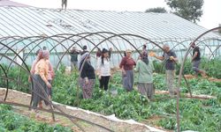 Mersin'de fırtına ve hortum seralara zarar verdi