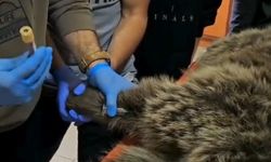 Kars’ta yaralı bozayının tedavisi yapılıyor