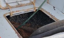 Araklı Limanı'nda hafta sonu hamsi yoğunluğu