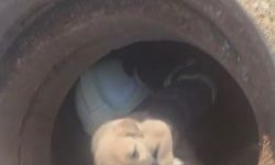 Hatay'da 6 metrelik çukurda mahsur kalan yavru köpeği itfaiye kurtardı