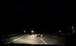 Tokat'ta otomobil sürüye çarptı: 12 koyun telef oldu