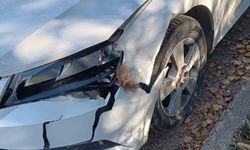 Otomobil ayıya çarptı