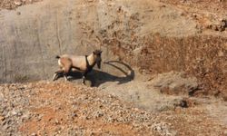Malatya'da dağ keçileri görüntülendi