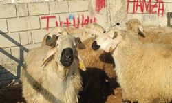 Yozgat'ta 2 aydır kapalı olan hayvan pazarı açıldı