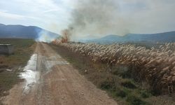 Bucak'ta sazlık alanda yangın