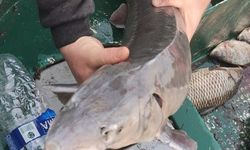 Balıkçının ağlarına takılan Mersin balığı koruma altına alındı