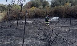 Muğla’da üzüm bağları alevlere teslim oldu
