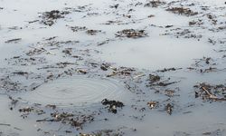 Sapanca Gölü’nden sonra bir korkutan görüntü de Efteni Gölü’nde oluştu