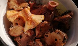 Uzmanından doğadaki mantarlarla ilgili uyarı