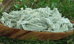 Yayladan sofraya doğal antibiyotik: Erzurum'un göğermiş peyniri