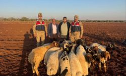 Kilis’te kaybolan 19 küçükbaş hayvan jandarma tarafından bulundu