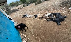 Yabani hayvan saldırısında 12 küçükbaş hayvan telef oldu