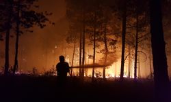 Kastamonu'da küle dönen bin 256 hektarlık orman yeniden ağaçlandırılıyor