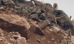 Elazığ'da dağ keçileri sürü halinde görüntülendi