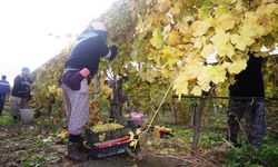 Sarıgöl’de üzüm hasadı aralıksız sürüyor
