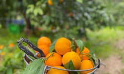 Havran Mandalinası’nda hasat vakti