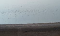 Kars Barajı, göçmen kuşların yeni mekan