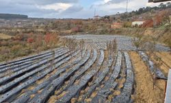 Çilek üreticilerinin tarlada hummalı çalışması devam ediyor