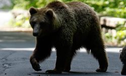 Japonya'da umumi tuvaletten çıkan yaşlı adama ayı saldırdı