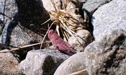 Çok nadir görülen pembe çekirge fotoğraflandı: “Tarih öncesinden kalmış gibi”