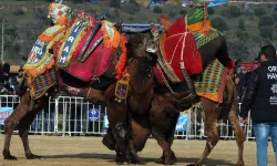Aydın'da şap hastalığı nedeniyle deve güreşi etkinlikleri ertelendi