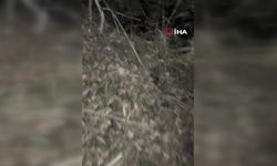 Kuyuya düşen domuzu vatandaşlar kurtardı