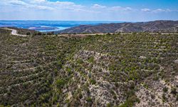 Ormanlar küllerinden doğuyor, yanan alanlar yeniden yeşeriyor