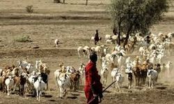 Senegal'de Rift Vadisi Ateşi salgınında hayatını kaybedenlerin sayısı 29'a çıktı