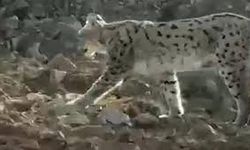 Hakkari’de nesli tükenme tehlikesi altında olan vaşak görüntülendi