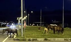 Ardahan'da yılkı atları yiyecek için kent merkezine indi