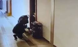 Düzce'de bir kuryenin ayakkabı çalması kameraya yansıdı