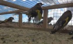 Bursa'da yasa dışı yakalanan kuşlar doğaya salındı