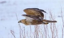 Kars'ta kaçak şahin avlayan Suriye uyruklu iki kişiye 1 milyon 146 bin lira ceza