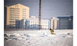 Kar yağışının etkili olduğu Kars'ta kurtlar şehre indi