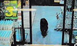 Japonya'da alışveriş merkezine giren ayı yetkililer tarafından öldürüldü