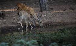 Nesli tehdit altındaki alageyik ve yavruları, su içerken fotokapana yakalandı
