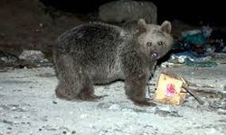 Kars'ta yaban hayvanları beslenmek için şehir merkezine iniyor