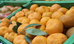 Zirai ilaç kalıntısı bulunan 6 bin 100 kilogram mandalina imha edildi