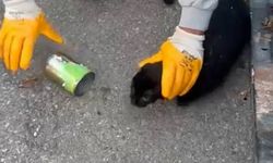 Muğla'da başı konserve kutusuna sıkışan kedi kurtarıldı