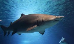 Avustralya’da dehşet! Köpek balığı saldırısına uğrayan genç kadından acı haber